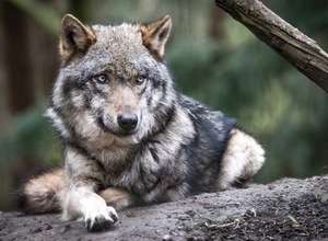 Futtertour zum Wolf im Wildpark Schwarze Berge