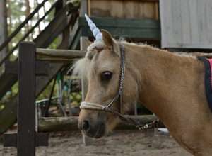 Abenteuer- und Ponycamp für Väter mit ihren Kindern