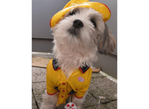 Zirkus Paletti - Kleinkindtheater