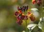Honig – von Bienen und Blüten