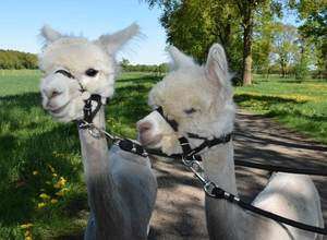 Alpaka Wanderung bei Stade