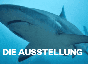 Im Tiefenrausch - Film unter Wasser