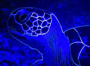 Nachts im Museum - Sei wild und wach!