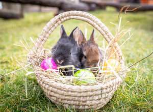 Ostern im Wildpark Lüneburger Heide