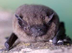 Erlebnisabend für die ganze Familie: die Mäuse sind los