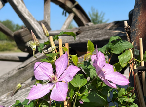 Hoffest & geführter Spaziergang auf dem Bio Apfelhof Müller
