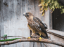 Waldmesse im Tierpark