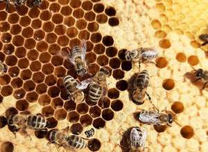 Bienen entdecken - Kleine Lehrstunde mit unseren Imkern 🐝