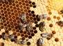 Bienen entdecken - Kleine Lehrstunde mit unseren Imkern 🐝