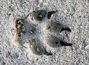 Wildlife Tracking (Fährtenlesen)