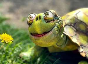 Die Schildkröte hat Geburtstag