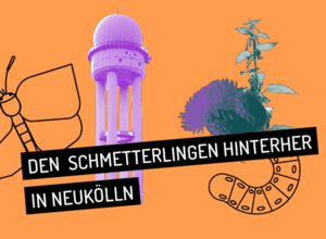 Die Berliner Tagfalter-Rallye