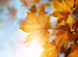 Herbstfest