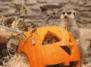 Halloween und Erntedank im Affen- und Vogelpark Eckenhagen