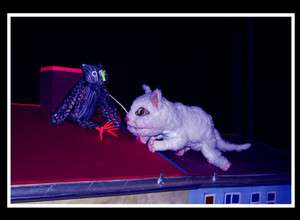 Nachtkatze und Dachgespenst – Theater Lingulino