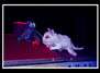 Nachtkatze und Dachgespenst – Theater Lingulino
