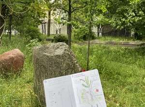 Nature Journaling am Parlament der Bäume