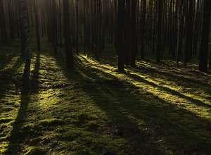 Im Wald mit Beelzebub Irrwitzer