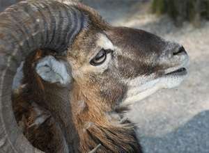 Tiere fotografieren im Wildpark Poing