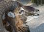 Tiere fotografieren im Wildpark Poing