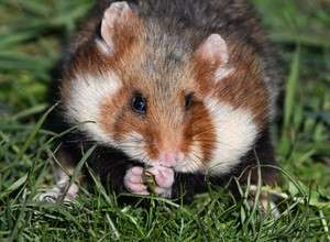 Habichte und Hamster – Wilde Tiere in der Stadt