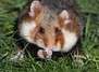 Habichte und Hamster – Wilde Tiere in der Stadt