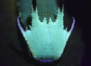 Raupenlabor mit Natalia