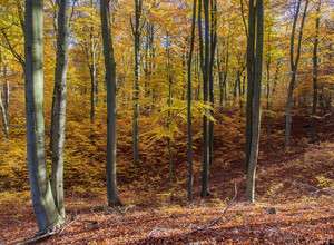 Theater-Feature WALD