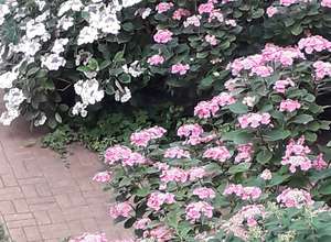 Kindertheaterstück "Die Eichhörnchen-Story"