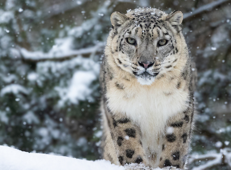 Advents-& Weihnachtstouren im Tierpark Berlin