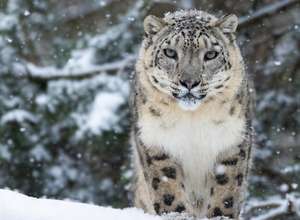 Advents-& Weihnachtstouren im Tierpark Berlin