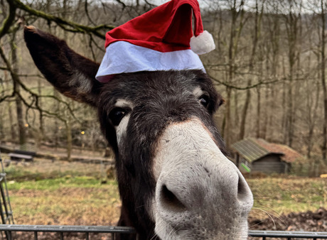 Illuminierter Winterzauber Märchenwald Altenberg