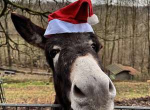 Illuminierter Winterzauber Märchenwald Altenberg