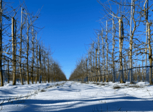 Neujahrsspaziergang auf dem Bio Apfelhof Müller