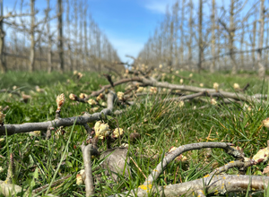 Geführter Spaziergang zum Obstbaumschnitt