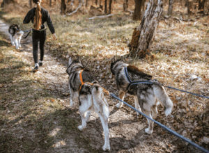 Husky Wanderung Hike & Fire 