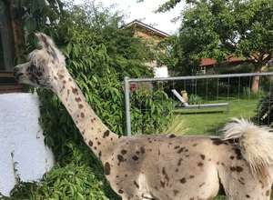 Entspannte Lamawanderungen mit freundlichen Fellnasen