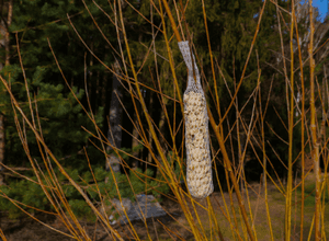 Workshop Gesundes Vogelfutter selbst machen