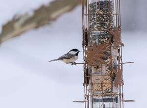 mittwochs 4x anders: Futterkugeln basteln