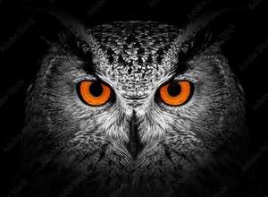 Kurzfilmprogramm der European Wildlife Film Awards