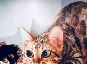 Illusionswelt Ausstellung bei Dresden