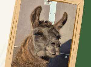 Tag der offenen Tür auf dem Freizeithof Tigermotte