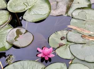 Musikgarten für Babys