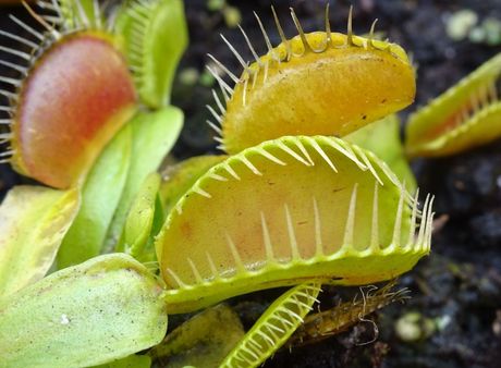 Bionik–Die Natur macht´s vor: „Schnapp“ 