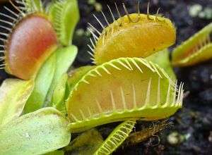 Bionik–Die Natur macht´s vor: „Schnapp“ 