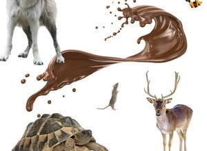 Kakaokraft und Tiergeflüster mit deinem Kind 