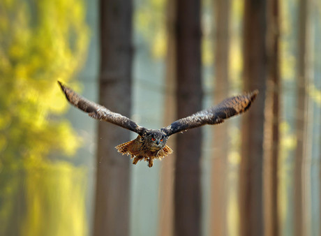 Naturfilmkino von früh bis spät: EWFA Preisträger-Sonntag