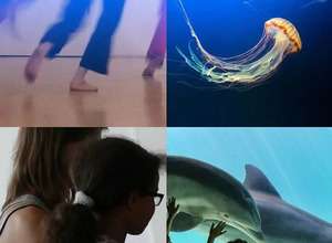 Spiel mit Delfinen & Quallen in den Sommerferien