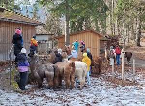 Ich biete Lama Kindergeburtstage in Brannenburg an.