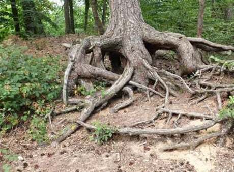 Abenteuertour: Das Rätsel des geheimnisvollen Waldes